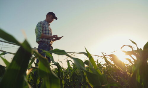 Young farmer working in a cornfield, inspecting and tuning irrigation center pivot sprinkler system on smartphone.