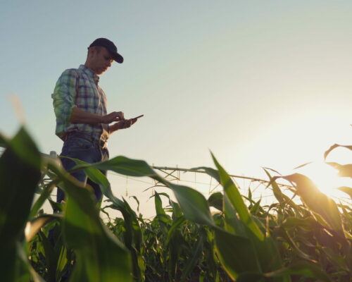 Young farmer working in a cornfield, inspecting and tuning irrigation center pivot sprinkler system on smartphone.