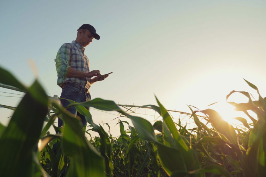Young farmer working in a cornfield, inspecting and tuning irrigation center pivot sprinkler system on smartphone.
