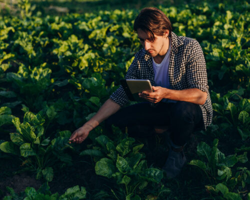 Agronomist in a field taking control of the yield with ipad and regard a plant